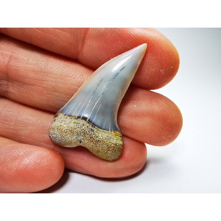 dent de requin: Cosmopolitodus planus - Miocène - Bakersfield, Californie - USA