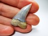 shark tooth: Cosmopolitodus planus - Miocene - Bakersfield, California - USA