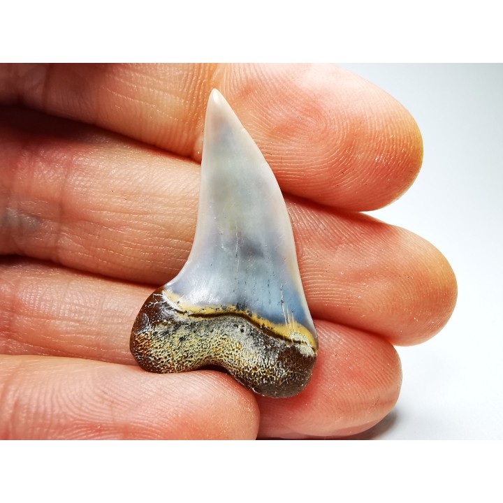 shark tooth: Cosmopolitodus planus - Miocene -  Bakersfield, California - USA