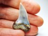 dent de requin: Cosmopolitodus planus - Miocène - Bakersfield, Californie - USA