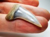 dent de requin: Cosmopolitodus planus - Miocène - Bakersfield, Californie - USA
