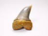 shark tooth: Cosmopolitodus planus - Miocene - Bakersfield, California - USA