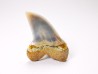 shark tooth: Cosmopolitodus planus - Miocene - Bakersfield, California - USA
