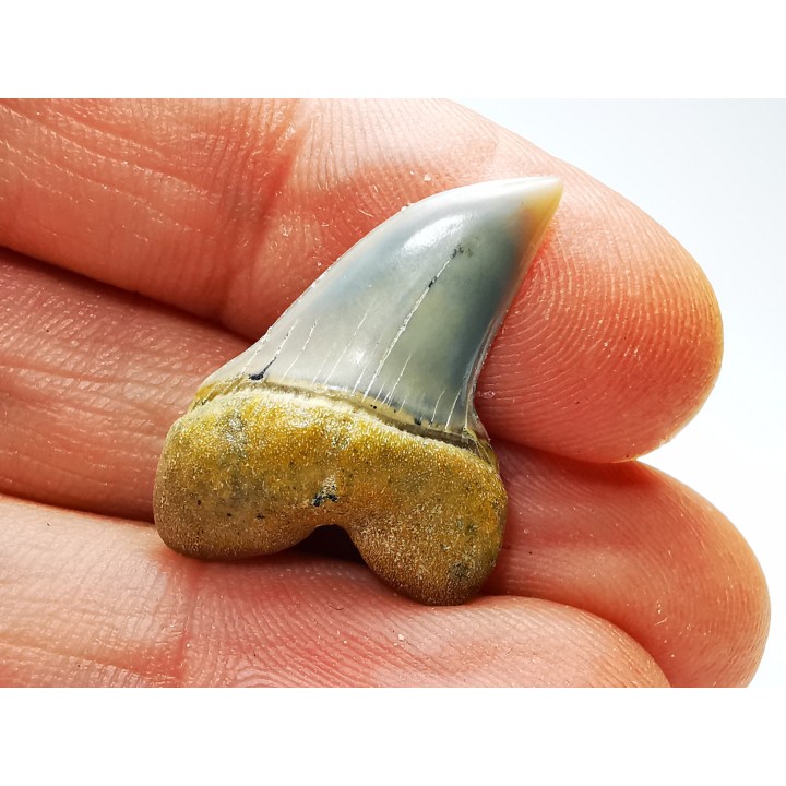 shark tooth: Cosmopolitodus planus - Miocene -  Bakersfield, California - USA
