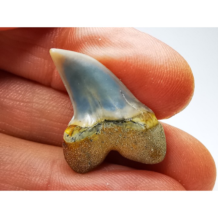 shark tooth: Cosmopolitodus planus - Miocene -  Bakersfield, California - USA