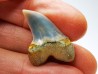 dent de requin: Cosmopolitodus planus - Miocène - Bakersfield, Californie - USA