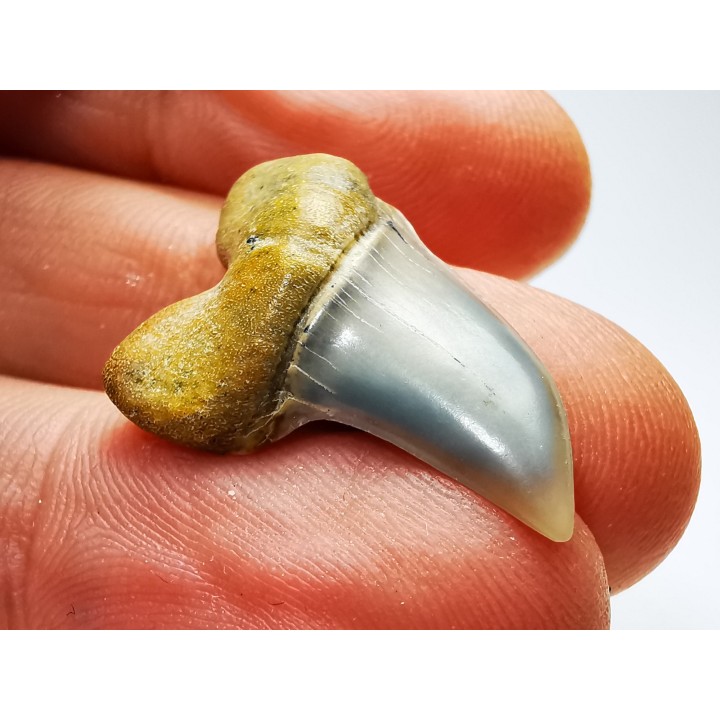 shark tooth: Cosmopolitodus planus - Miocene -  Bakersfield, California - USA