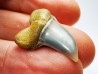 shark tooth: Cosmopolitodus planus - Miocene - Bakersfield, California - USA
