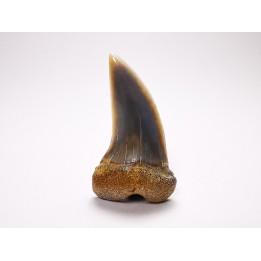 dent de requin: Cosmopolitodus planus - Miocène - Bakersfield, Californie - USA