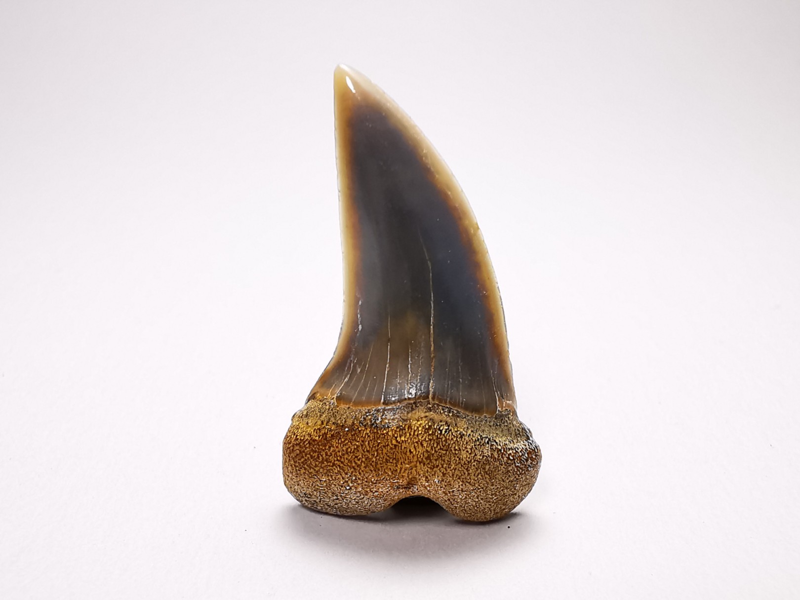 shark tooth: Cosmopolitodus planus - Miocene - Bakersfield, California - USA