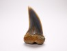 shark tooth: Cosmopolitodus planus - Miocene - Bakersfield, California - USA