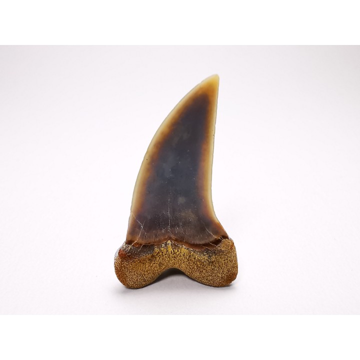 dent de requin: Cosmopolitodus planus - Miocène - Bakersfield, Californie - USA