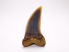 shark tooth: Cosmopolitodus planus - Miocene - Bakersfield, California - USA