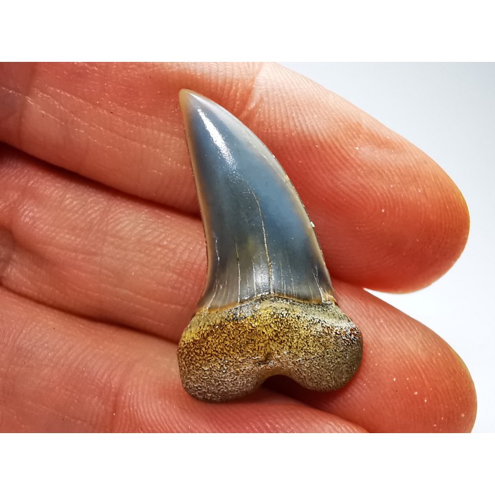 shark tooth: Cosmopolitodus planus - Miocene -  Bakersfield, California - USA