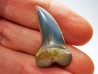 dent de requin: Cosmopolitodus planus - Miocène - Bakersfield, Californie - USA