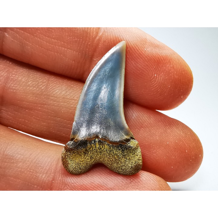 dent de requin: Cosmopolitodus planus - Miocène - Bakersfield, Californie - USA
