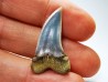 dent de requin: Cosmopolitodus planus - Miocène - Bakersfield, Californie - USA