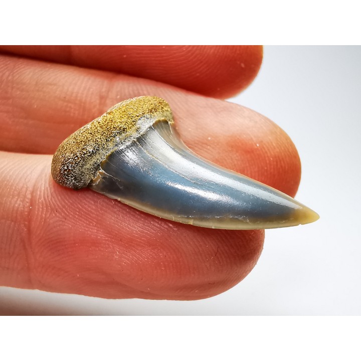 dent de requin: Cosmopolitodus planus - Miocène - Bakersfield, Californie - USA