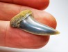 shark tooth: Cosmopolitodus planus - Miocene - Bakersfield, California - USA