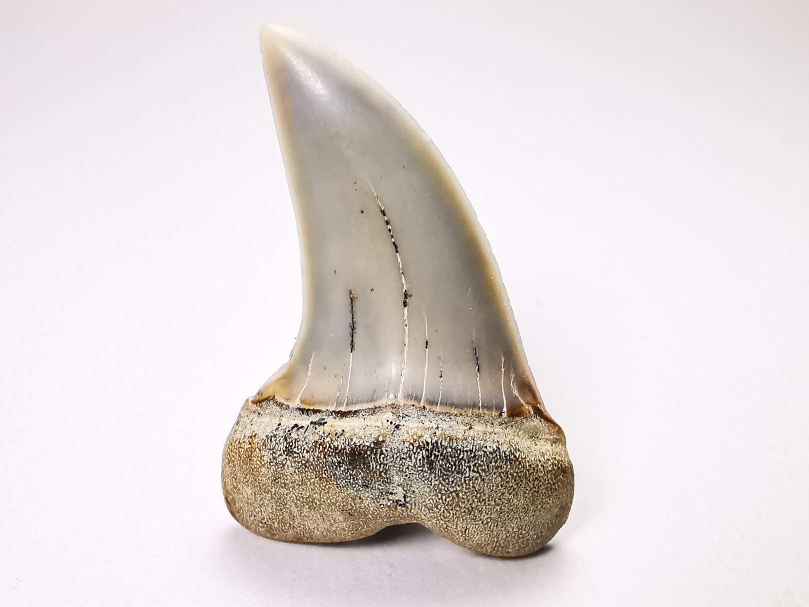 shark tooth: Cosmopolitodus planus - Miocene - Bakersfield, California - USA
