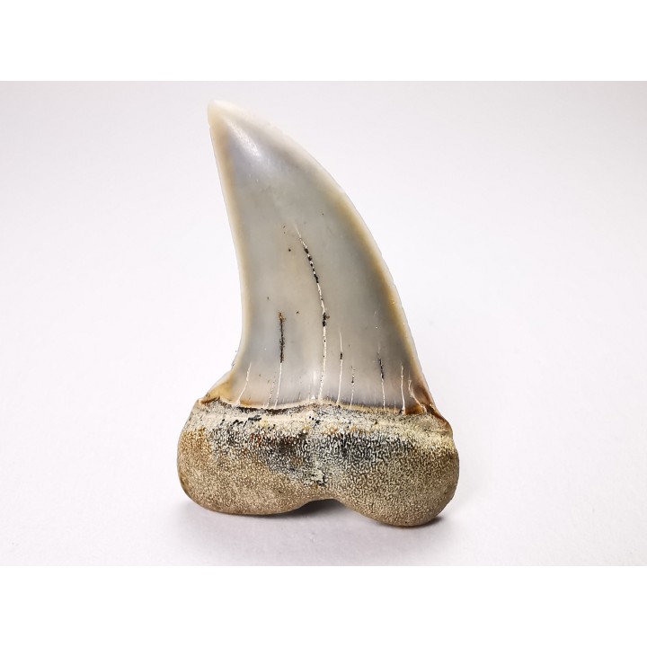 shark tooth: Cosmopolitodus planus - Miocene -  Bakersfield, California - USA