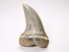 shark tooth: Cosmopolitodus planus - Miocene - Bakersfield, California - USA