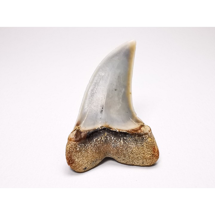 dent de requin: Cosmopolitodus planus - Miocène - Bakersfield, Californie - USA
