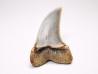 dent de requin: Cosmopolitodus planus - Miocène - Bakersfield, Californie - USA