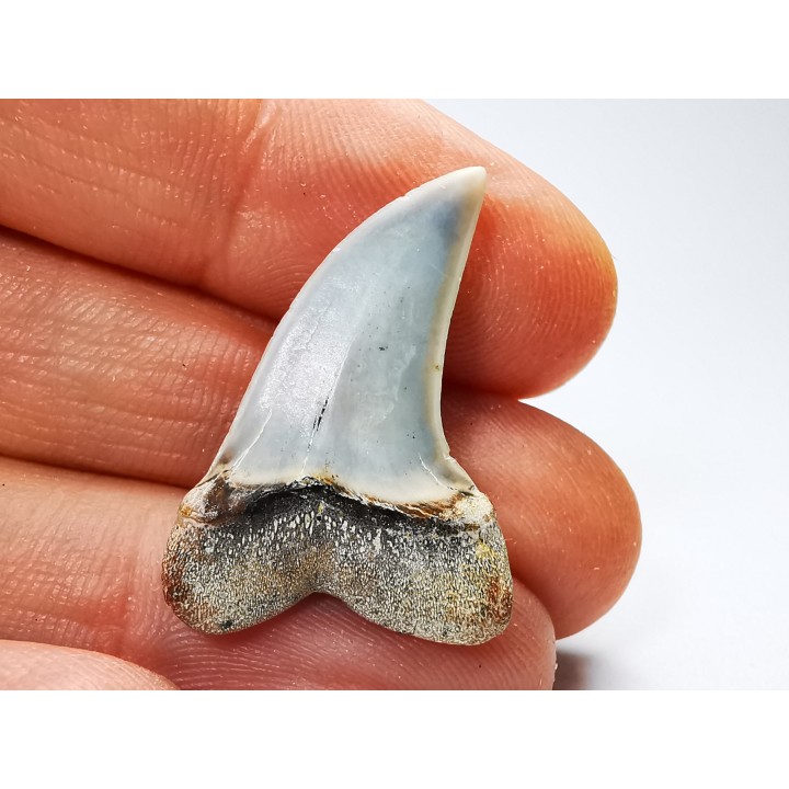 dent de requin: Cosmopolitodus planus - Miocène - Bakersfield, Californie - USA