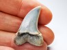 shark tooth: Cosmopolitodus planus - Miocene - Bakersfield, California - USA