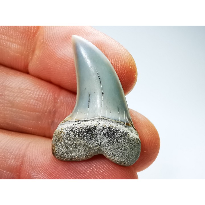 shark tooth: Cosmopolitodus planus - Miocene -  Bakersfield, California - USA