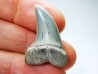 dent de requin: Cosmopolitodus planus - Miocène - Bakersfield, Californie - USA