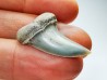 dent de requin: Cosmopolitodus planus - Miocène - Bakersfield, Californie - USA