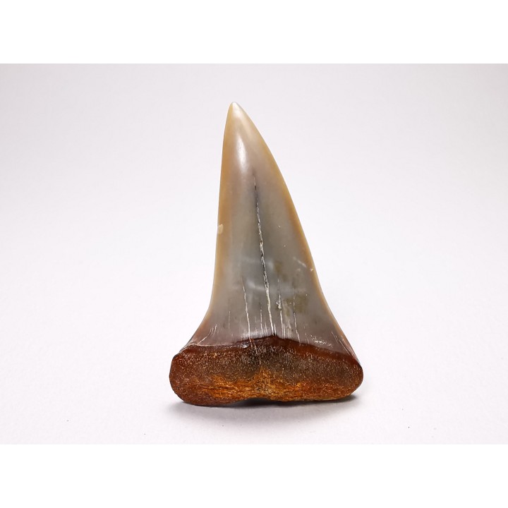 shark tooth: Cosmopolitodus planus - Miocene -  Bakersfield, California - USA