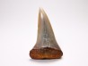 shark tooth: Cosmopolitodus planus - Miocene -  Bakersfield, California - USA