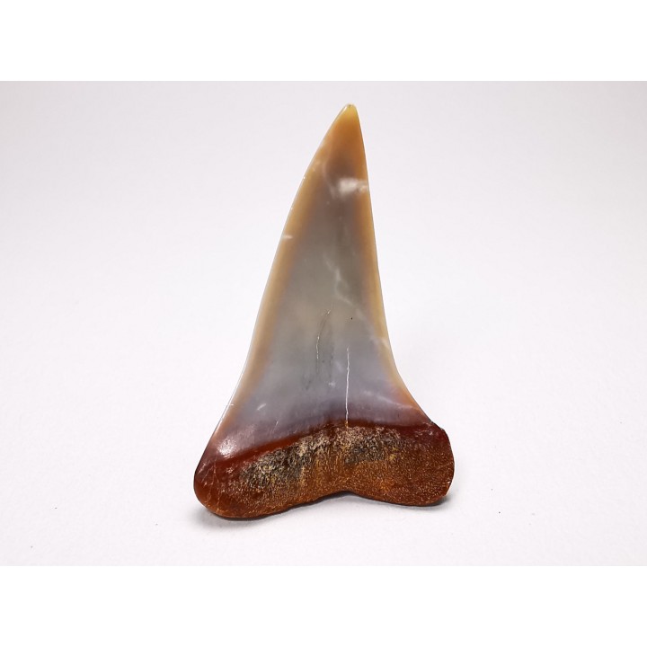 dent de requin: Cosmopolitodus planus - Miocène - Bakersfield, Californie - USA