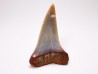 shark tooth: Cosmopolitodus planus - Miocene -  Bakersfield, California - USA