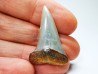 dent de requin: Cosmopolitodus planus - Miocène - Bakersfield, Californie - USA