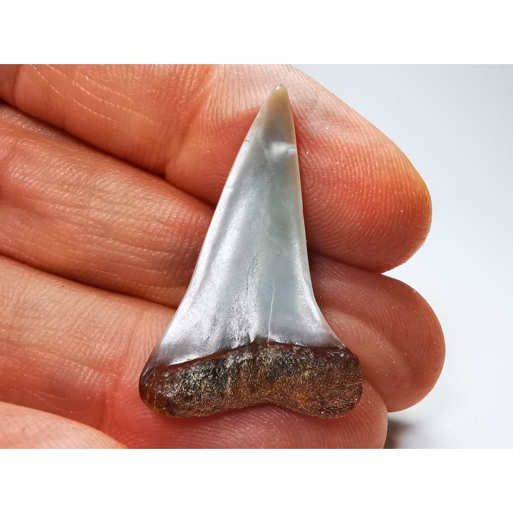 shark tooth: Cosmopolitodus planus - Miocene -  Bakersfield, California - USA