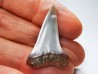 shark tooth: Cosmopolitodus planus - Miocene -  Bakersfield, California - USA