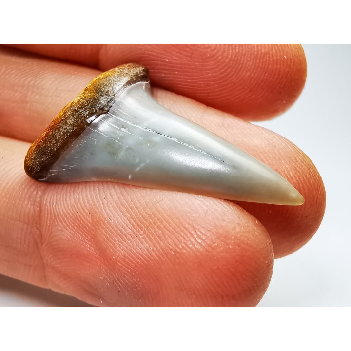 shark tooth: Cosmopolitodus planus - Miocene -  Bakersfield, California - USA