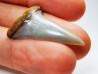 dent de requin: Cosmopolitodus planus - Miocène - Bakersfield, Californie - USA