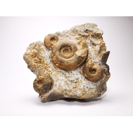 Ammonites from Early Triassic Dieneroceras spathi - Juvenites septentrionalis - Elko Co., Nevada, USA