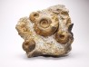Ammonites from Early Triassic Dieneroceras spathi - Juvenites septentrionalis - Elko Co., Nevada, USA
