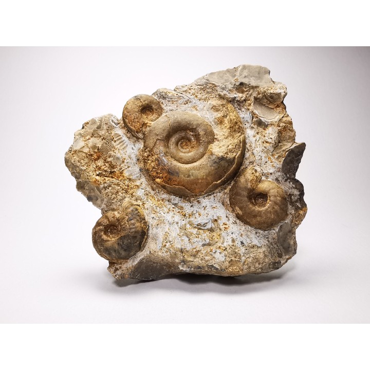 Ammonites from Early Triassic Dieneroceras spathi - Juvenites septentrionalis - Elko Co., Nevada, USA