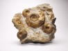 Ammonites du Trias Inférieur Dieneroceras spathi - Juvenites septentrionalis - Elko Co., Nevada, USA
