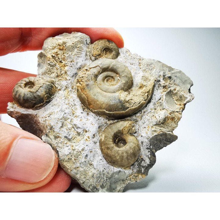 Ammonites du Trias Inférieur Dieneroceras spathi - Juvenites septentrionalis - Elko Co., Nevada, USA