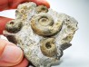 Ammonites du Trias Inférieur Dieneroceras spathi - Juvenites septentrionalis - Elko Co., Nevada, USA