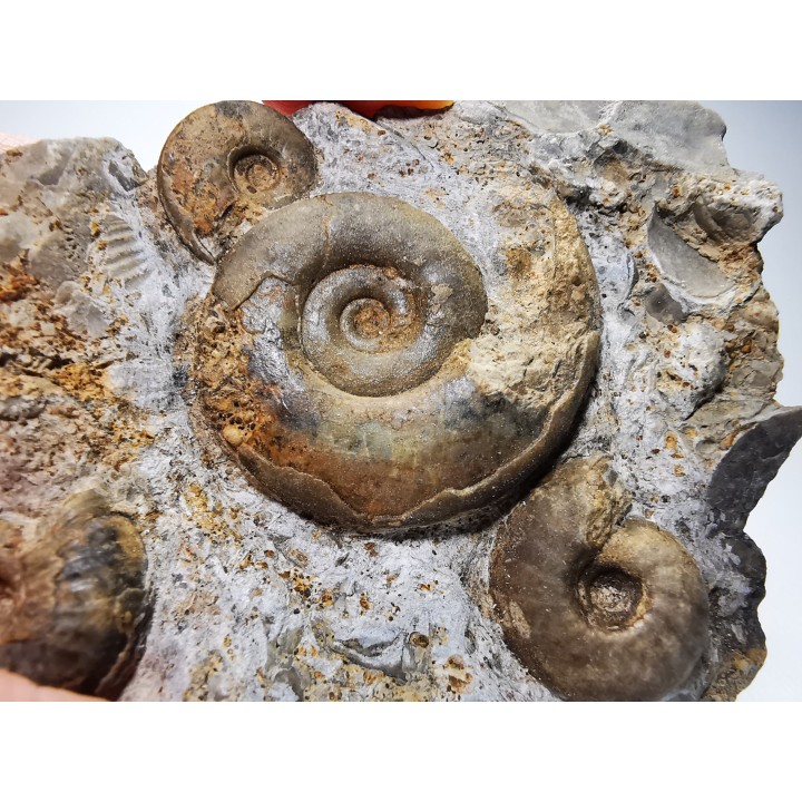 Ammonites from Early Triassic Dieneroceras spathi - Juvenites septentrionalis - Elko Co., Nevada, USA