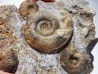 Ammonites from Early Triassic Dieneroceras spathi - Juvenites septentrionalis - Elko Co., Nevada, USA